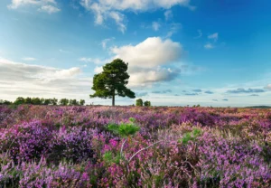 Things to do in the new forest