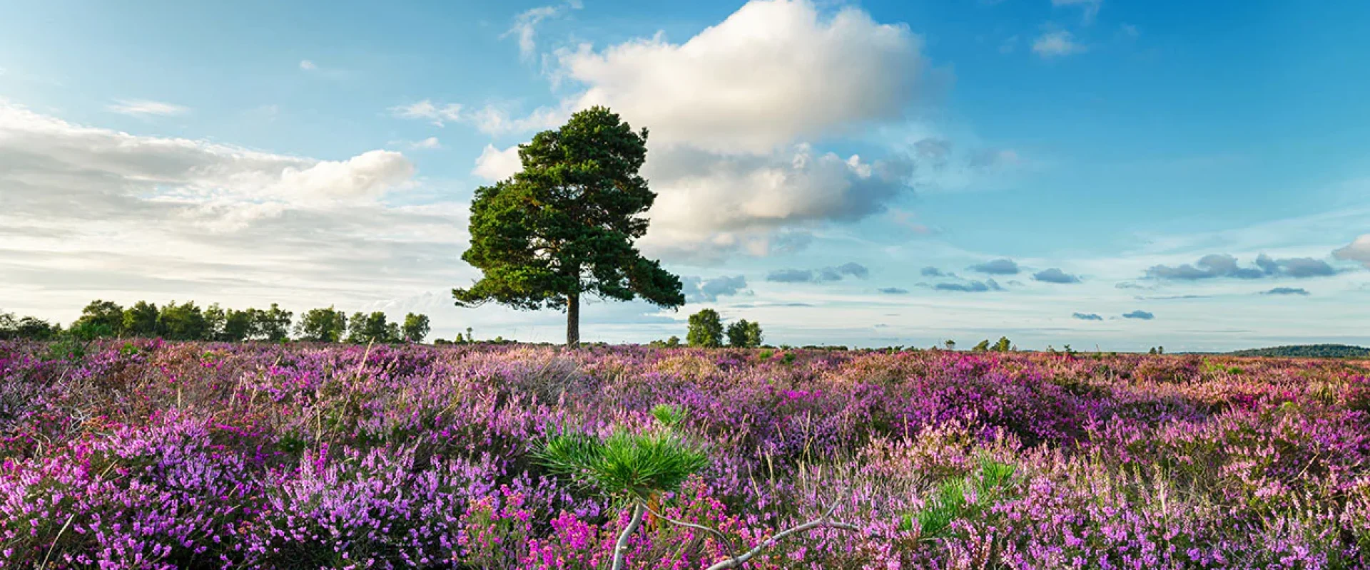 Things to do in the new forest